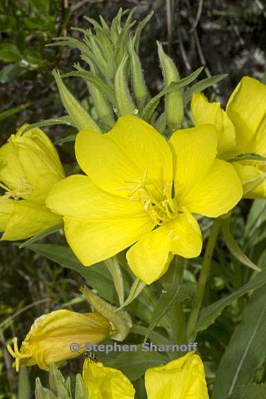 oenothera elata ssp hirsutissima 2 graphic